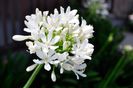 agapanthus white