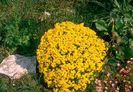 Alyssum saxatile GOLD DUST