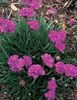 armeria-maritima-red