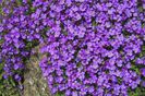 Aubretia cultorum