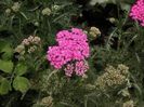 Achillea millefolium Pink[1]