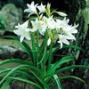 Crinum powelli alb