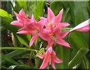 Crinum powelli roz