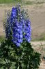 Delphinium