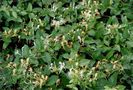 lonicera japonica[1]