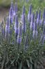 Veronica hybrida Blue Bouquet