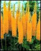 eremurus pinokkio