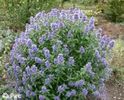 caryopteris.