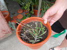 Kalanchoe