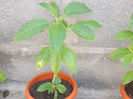 Brugmansia Sunexplosion