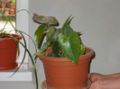 Anthurium(de la Oma Antonia)