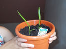 Habenaria Radiata