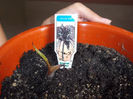 Tacca Chantrieri