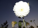 SAM_1784