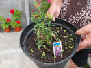 Dianthus Dancing Geisha