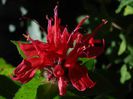 monarda didyma-Panorama Red Shades