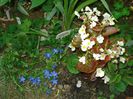 gentiana si begonia