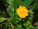 Cosmos sulphureus