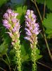 Liatris Floristan Violet