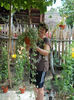 Plectranthus