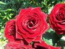 Baccara 2