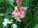DSCF5267