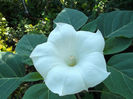 DSCF5461
