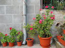 DSCN0052