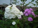 DSC00937