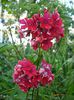 Phlox paniculata Lord Clayton