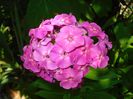 P.paniculata Tenor