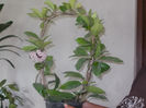 Hoya