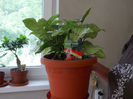 Syngonium