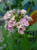 P.paniculata Sherbet Cocktail