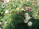 DSCF9479