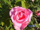 Trandafir roz