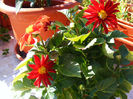 DALIA
