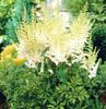 Astilbe-Milk-Honey[1]