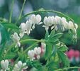 Dicentra spectabilis Alba