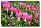 dicentra Pink and White
