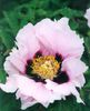 Paeonia suffruticosa Lilac