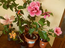 hibiscus grup