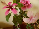 hibiscus grup