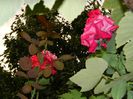 DSCN8246