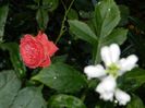 DSCN8262