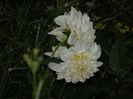 DSCN8301
