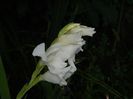 DSCN8305