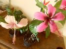 hibiscus grup