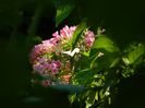 DSCN8351