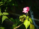 DSCN8357